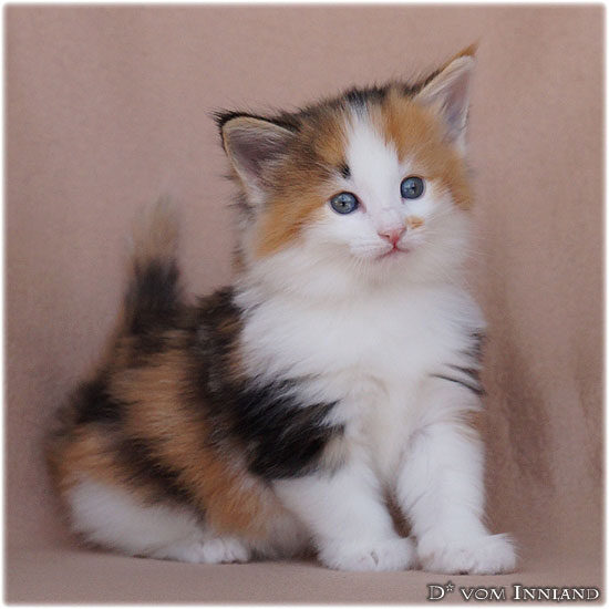 aletta_6__550x550_550x0.jpg