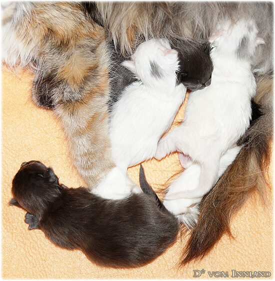 c_3__550x563_550x0.jpg