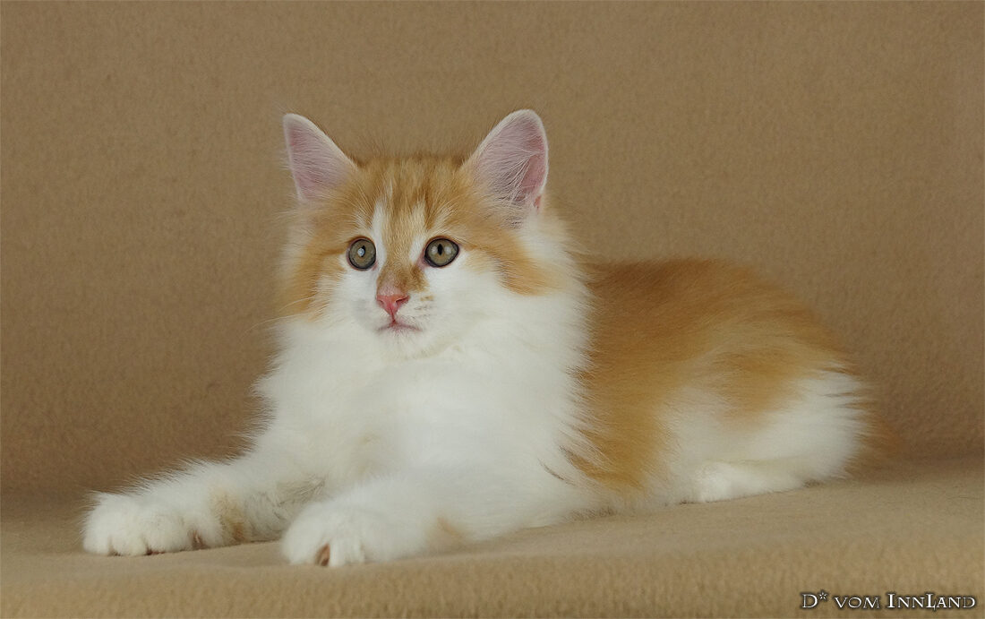 cody3_3__1100x691_550x0.jpg