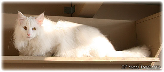 donni_7m_1w_4__550x243_550x0.jpg