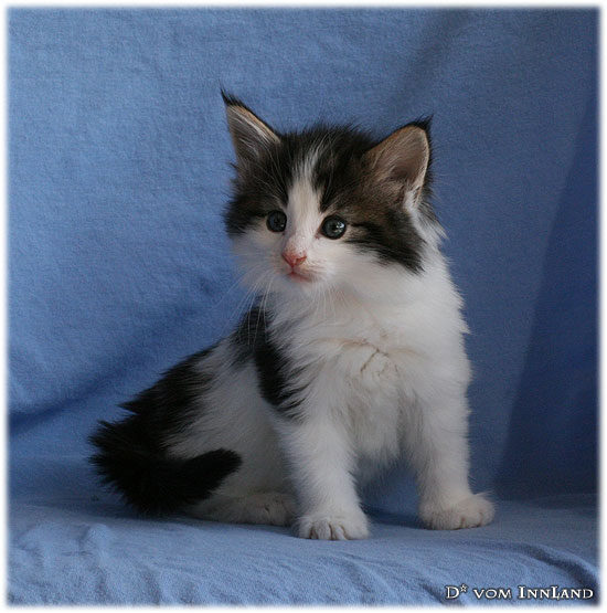 foster_1_3__550x555_550x0.jpg