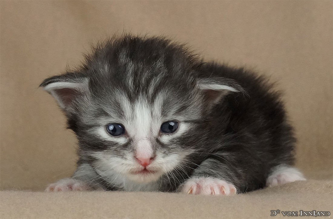 Kainan Norweger Kitten