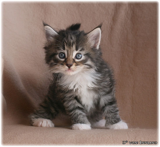 lilu_1_4__550x506_550x0.jpg