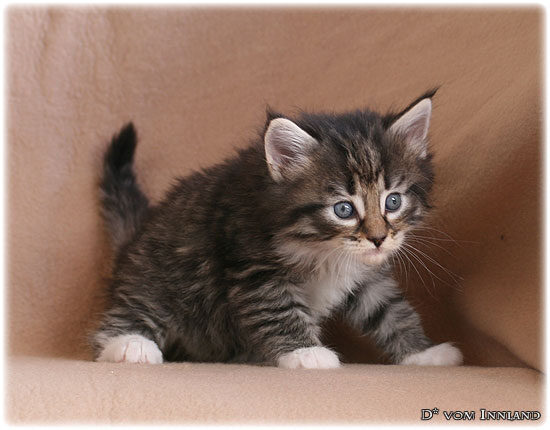 lilu_2_4__550x430_550x0.jpg