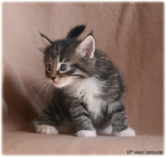 lilu_3_4__550x518_550x0.jpg