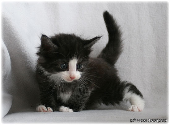 mojo_3_3__550x406_550x0.jpg