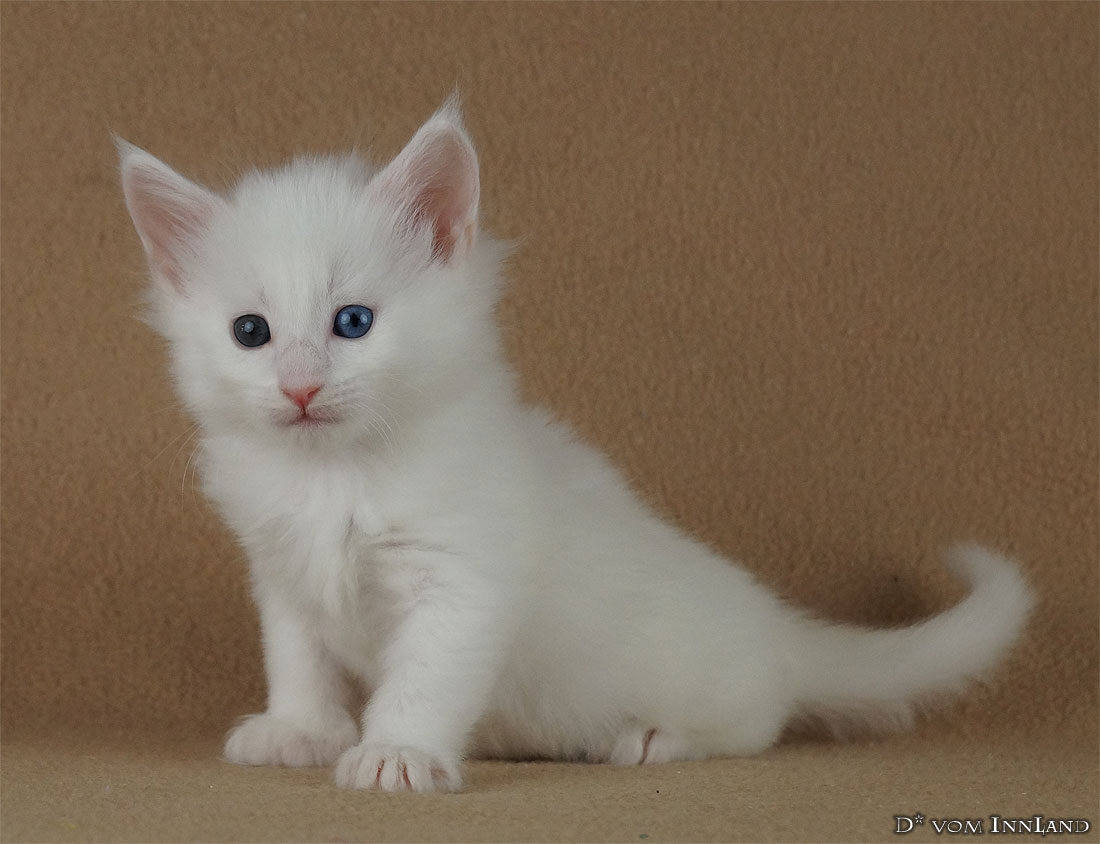 nala_5__1100x844_550x0.jpg