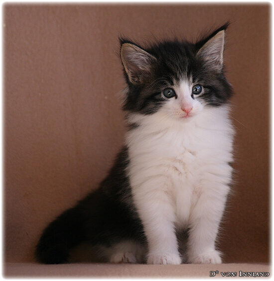 neo_4__550x566_550x0.jpg