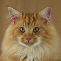 ozzy_7m_5__1100x1100_120x120.jpg