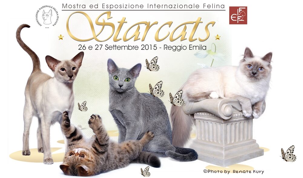 starcats__1001x590_0x120.jpg