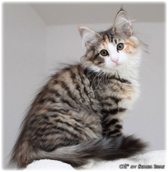 tora_3m_2__550x565_550x0.jpg