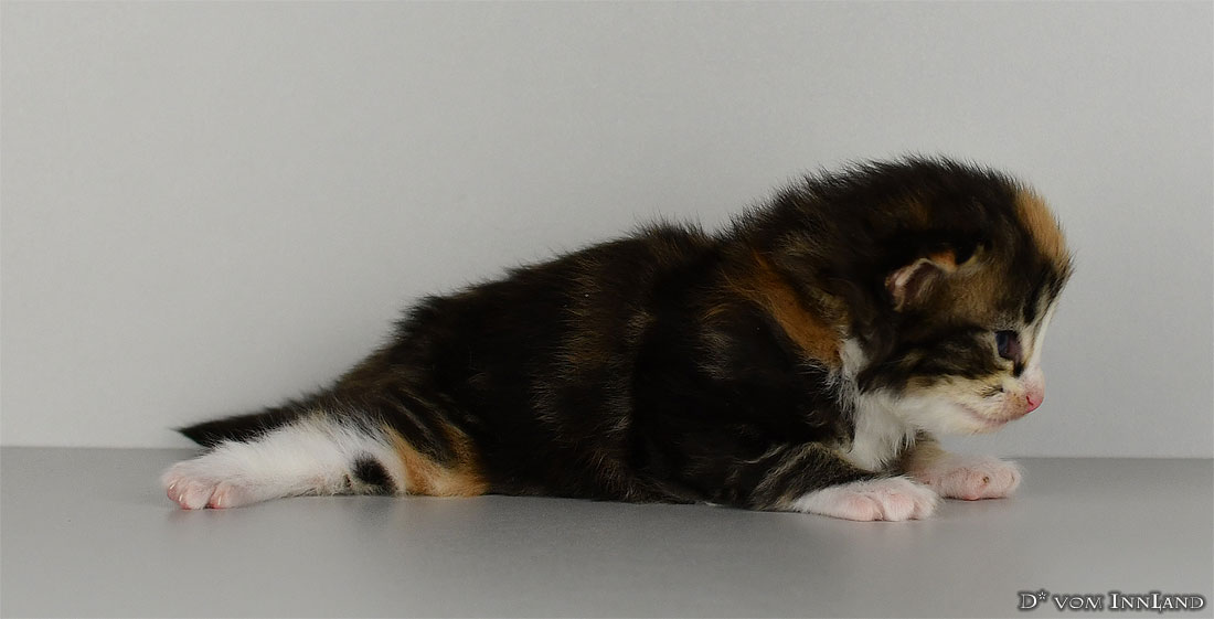 ulyssa_4__1100x561.jpg