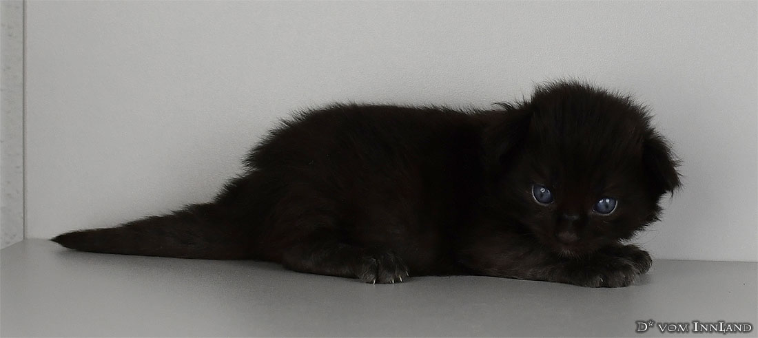 vlad_5__1100x491.jpg