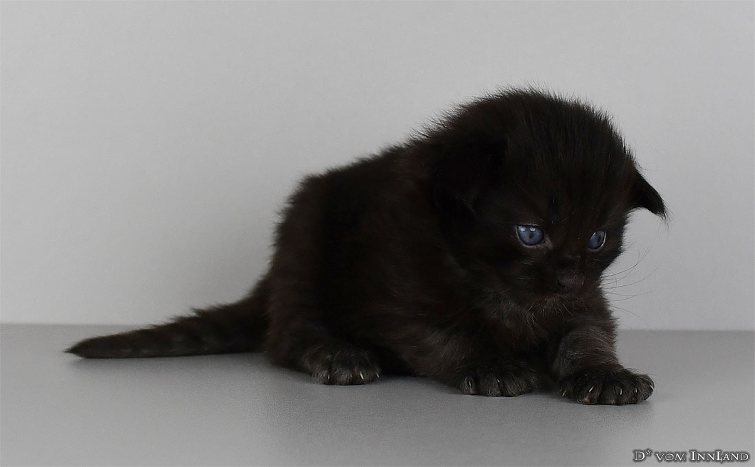 vlad_8__1100x681.jpg
