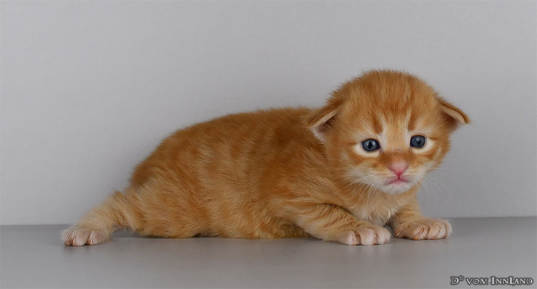 wilson_1__1100x593.jpg